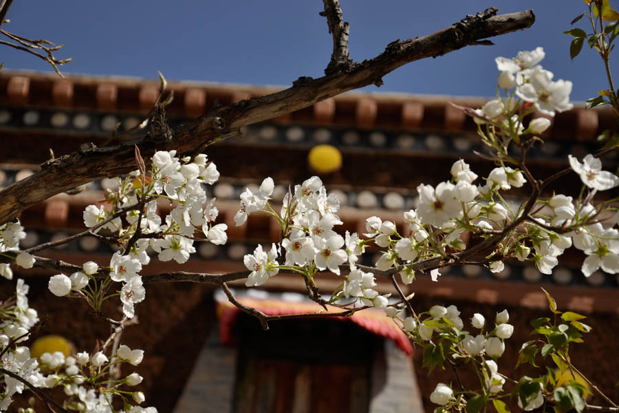 贵德梨花节旅游摄影包车攻略